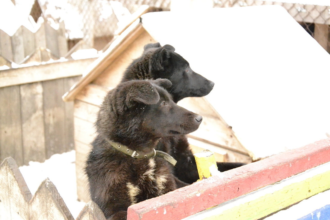 Представители молодежного комитета Челябинского ЛПУМГ отправились в приют для животных «Хочу домой». Они привезли в подарок посуду для приготовления пищи животным и очистили территорию приюта от снега