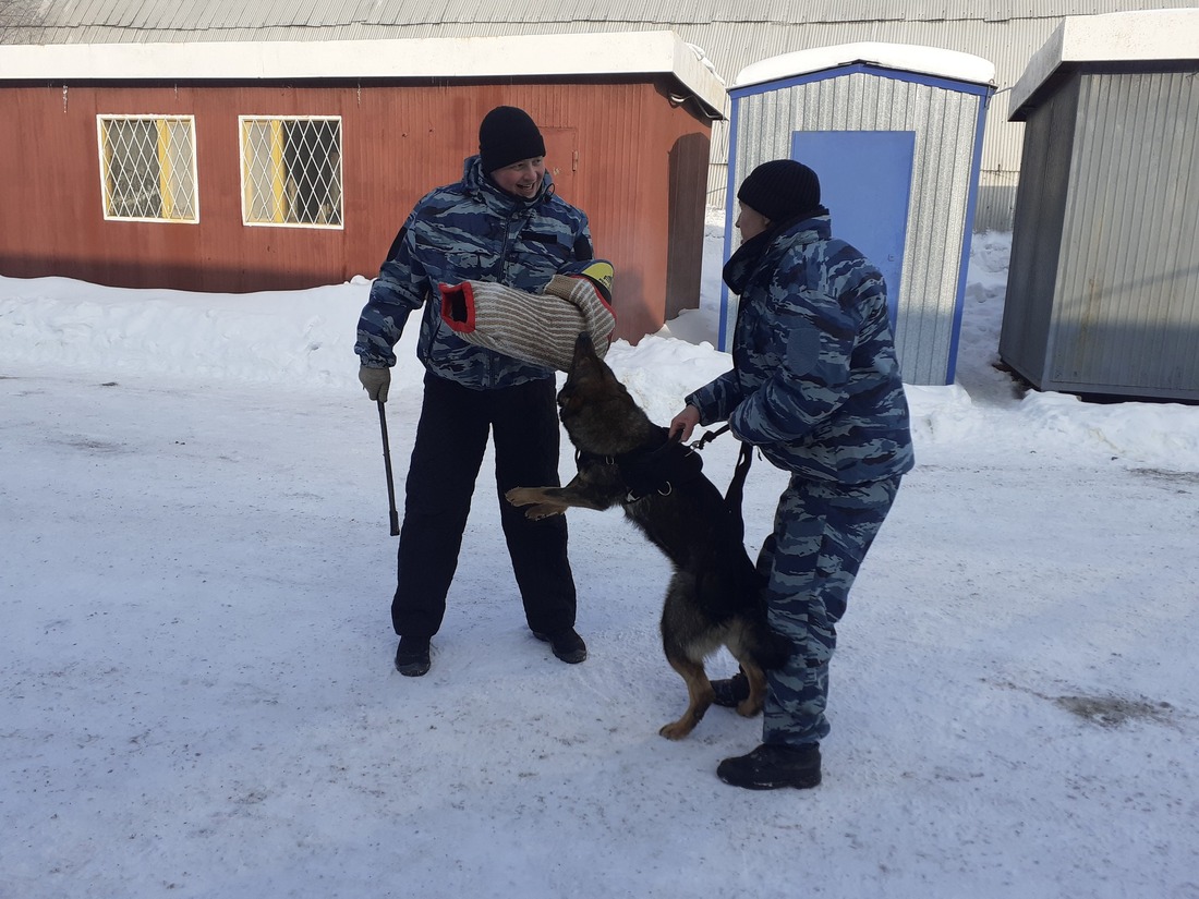 Осуществлять работу по защите имущества предприятия газовикам помогают более 80 четвероногих охранников