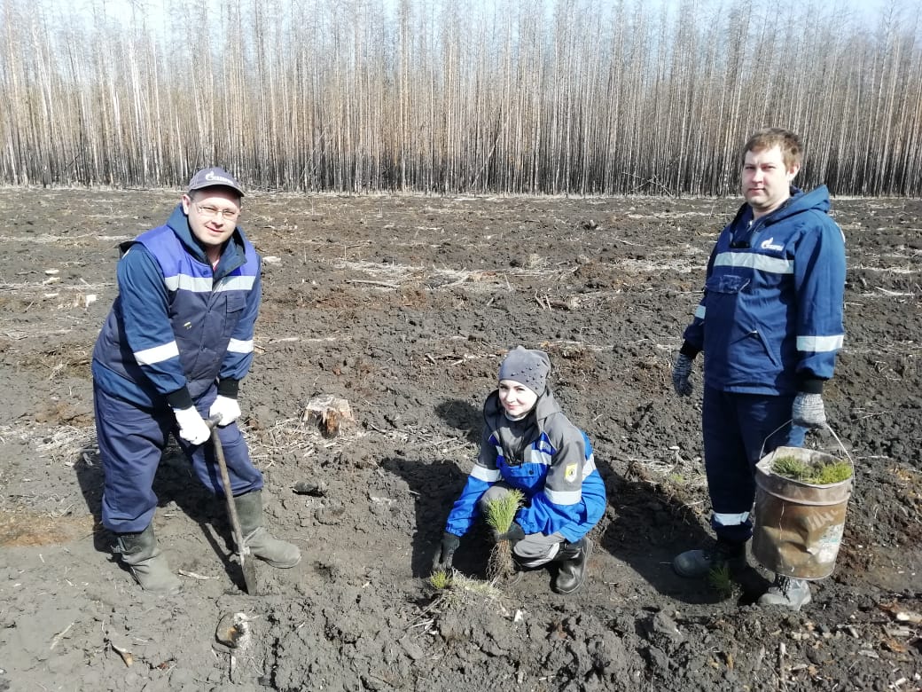 В Уксянском лесничестве при поддержке работников Далматовского ЛПУМГ высажены саженцы на площади 8 гектаров